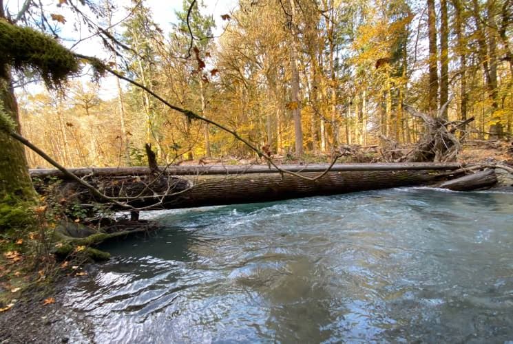 Elwha River