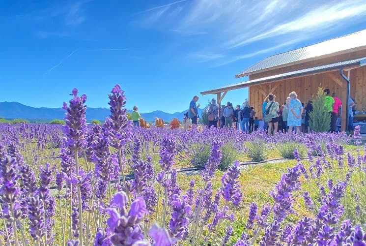 Multiple Lavender Farms
