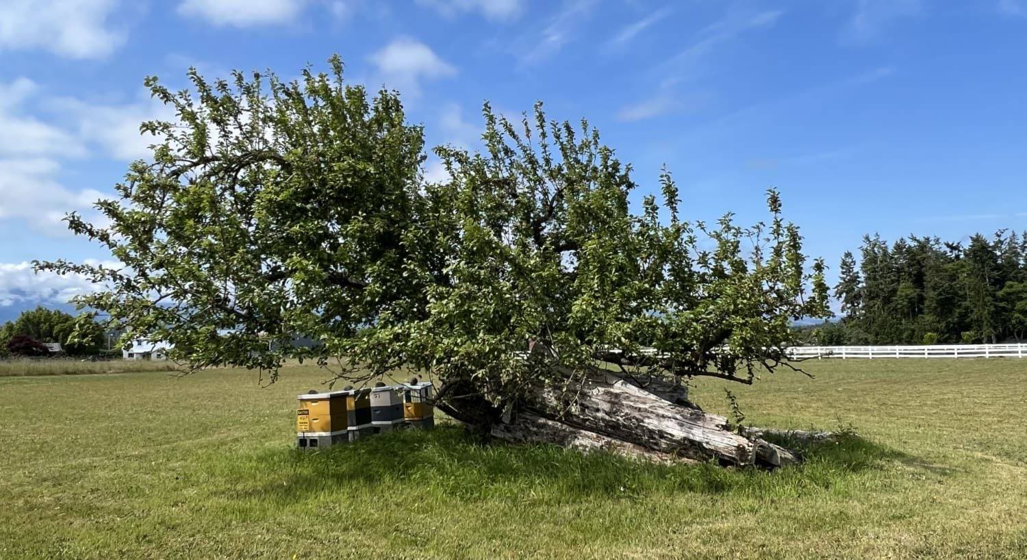 Grounds and apiary at Salt and Cedar