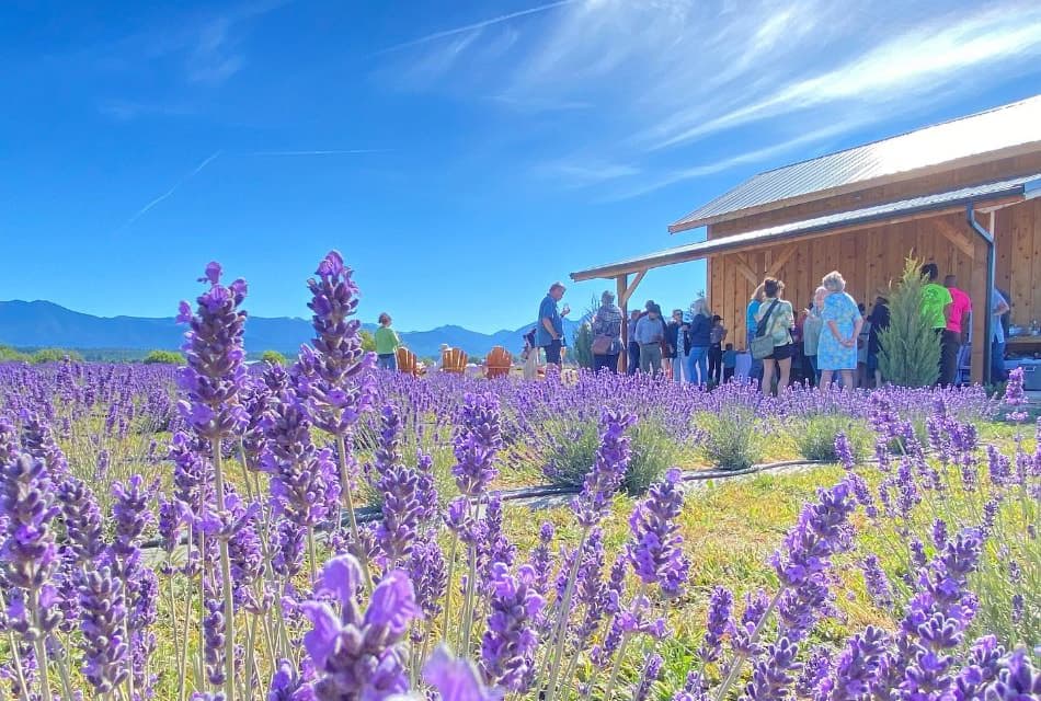 Olympic Bluffs Lavender Farm & Cidery